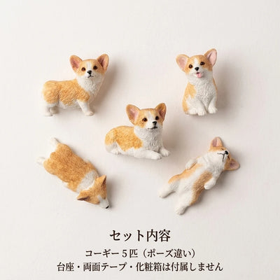 セット内容 5匹