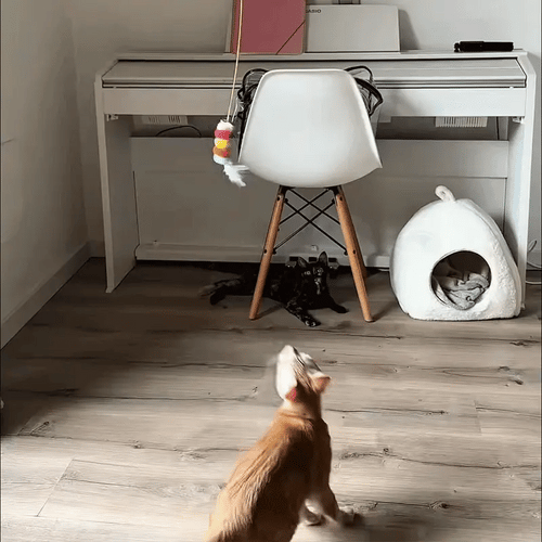 LACIAGA ぴょんピョントイ