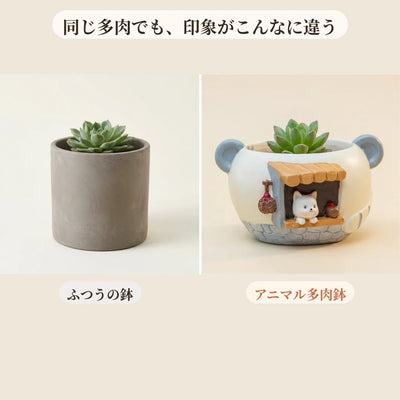 ふつうの鉢との比較