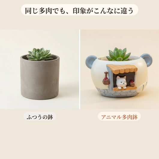 ふつうの鉢との比較