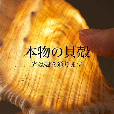 本物の貝殻の厚みを光が通る様子